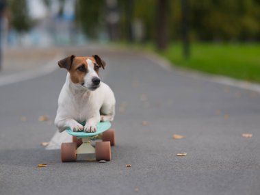 Jack Russell Terrier sonbahar parkında bir kuruş tahtasına biniyor.