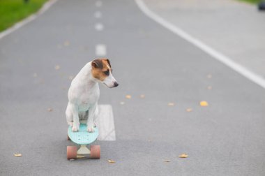 Jack Russell Terrier sonbahar parkında bir kuruş tahtasına biniyor.