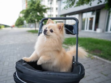 Evcil bebek arabasında şirin bir köpek.