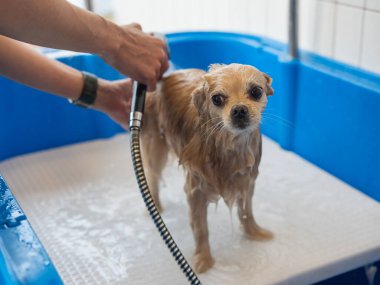 Bakımda sevimli bir Pomeranian. Köpek duşta.