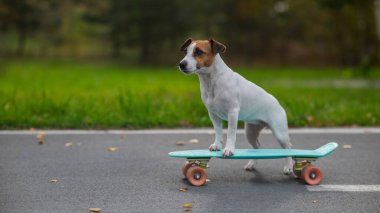 Jack Russell Terrier sonbahar parkında bir kuruş tahtasına biniyor.