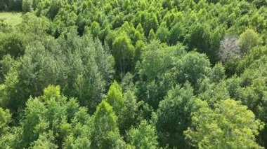 Yazın ağaçlık bir bölgenin yukarıdan görünüşü