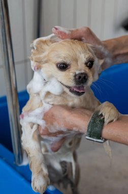 Bakımda sevimli bir Pomeranian. Köpek duşta.