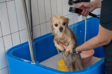 Bakımda sevimli bir Pomeranian. Köpek duşta.