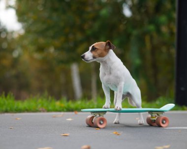 Jack Russell Terrier sonbahar parkında bir kuruş tahtasına biniyor.
