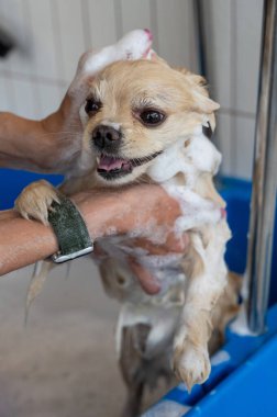 Bakımda sevimli bir Pomeranian. Köpek duşta.