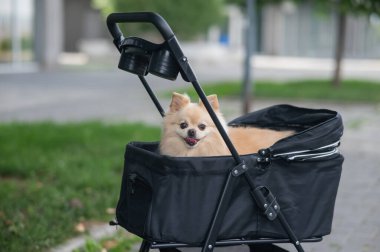 Evcil bebek arabasında şirin bir köpek.