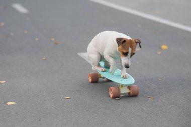 Jack Russell Terrier sonbahar parkında bir kuruş tahtasına biniyor.