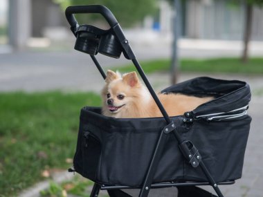 Evcil bebek arabasında şirin bir köpek.