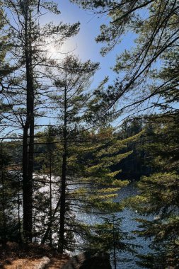 Sabah ormanın ve gölün güzel manzarası. Algonquin Parkı, Kanada.