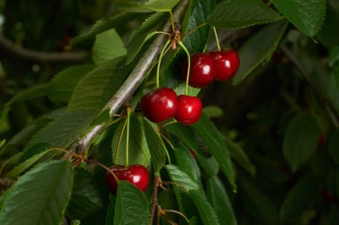 Olgun kiraz ağaçta büyüyen.