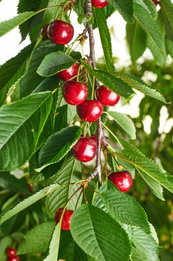 Olgun kiraz ağaçta büyüyen.