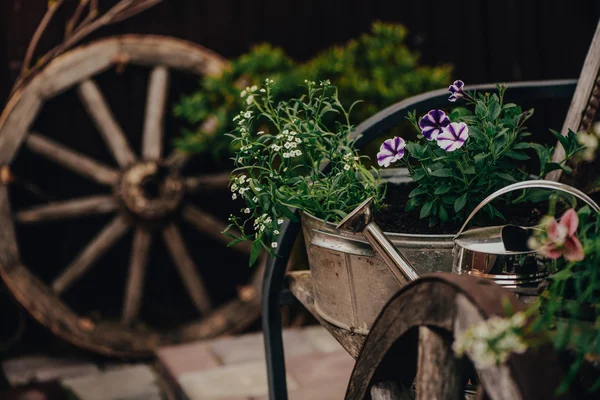 Вінтажні садові інструменти, вагонне колесо, квітуча клумба . — стокове фото