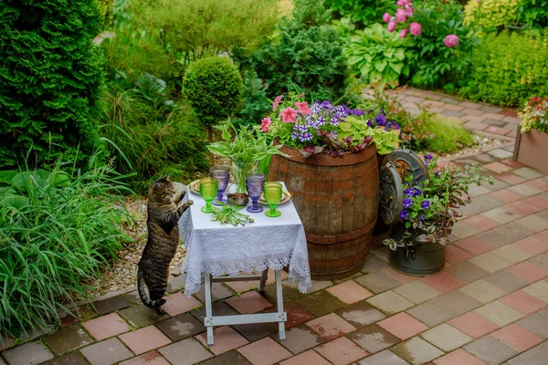 Джулі 2016 року. Кіт поклав лапи на стіл, поданий у пишному саду — стокове фото