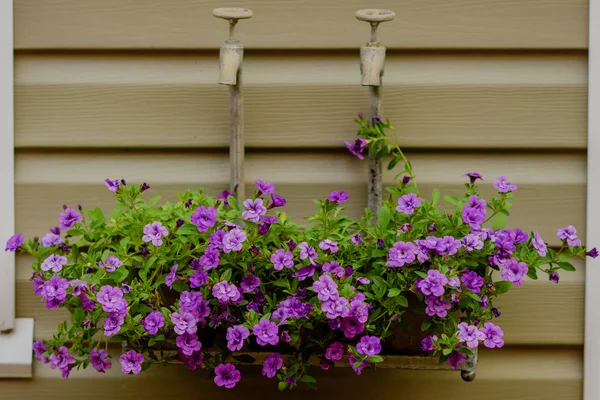 Вінтажні горщики з квітами на стіні заміського будинку — стокове фото