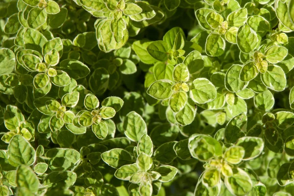 Oregano herb leaves 1 — Stock Photo, Image