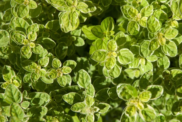 Oregano herb pozostawia 1 — Zdjęcie stockowe