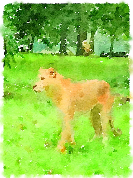 DW dişi aslan çim 1 üzerinde — Stok fotoğraf