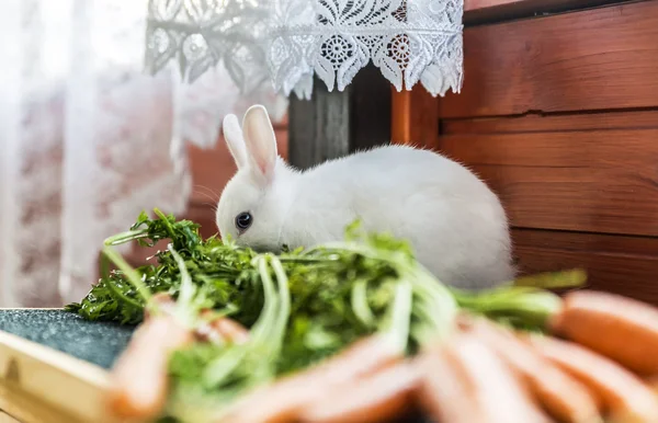 white fluffy rabbit and carrots