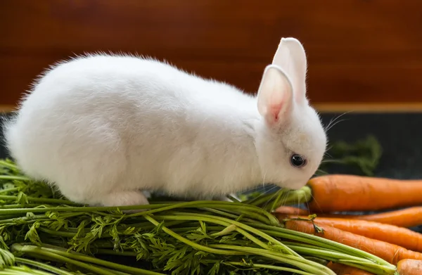 Witte pluizige konijn en wortelen — Stockfoto