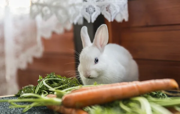 white fluffy rabbit and carrots