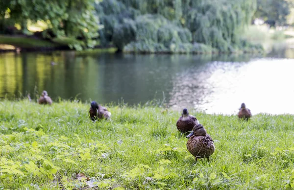 Grupo de patos — Foto de Stock