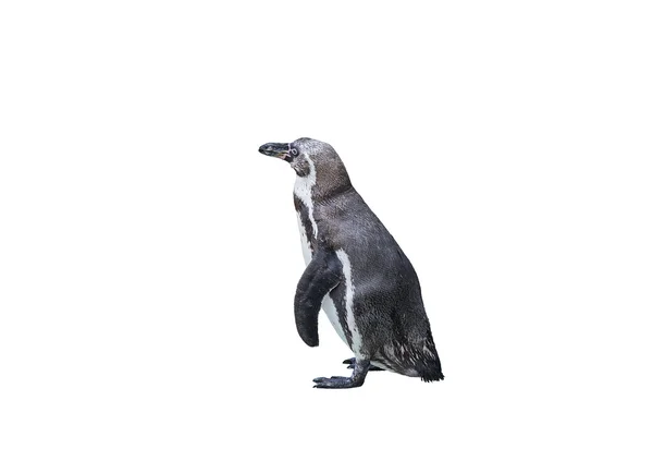 Tučňák šedé bílé barvy izolovaných na bílém pozadí — Stock fotografie