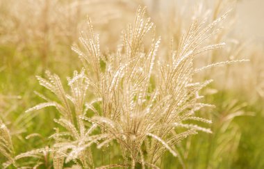 Sivri kabarık glisten çimen