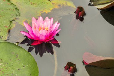 Nilüfer su, Sonbahar, Botanik Bahçesi