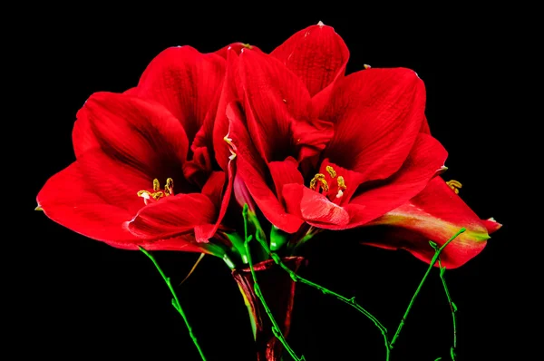 Amaryllis çiçekleri arka plan üzerinde — Stok fotoğraf