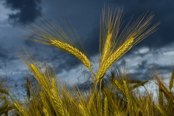 Barley in the field, crop field — Stock Photo, Image
