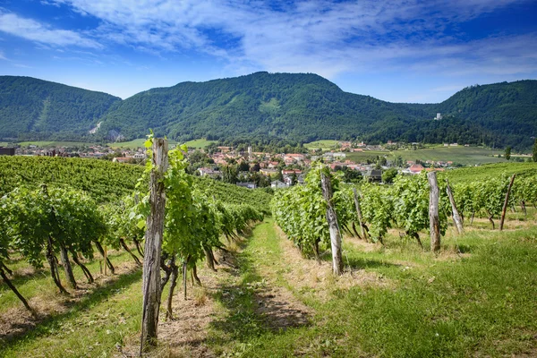 Slovenske Konjice, viñedo en primer plano — Foto de Stock