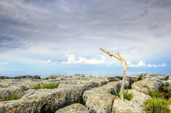 Branch in rocks — Stock Photo, Image