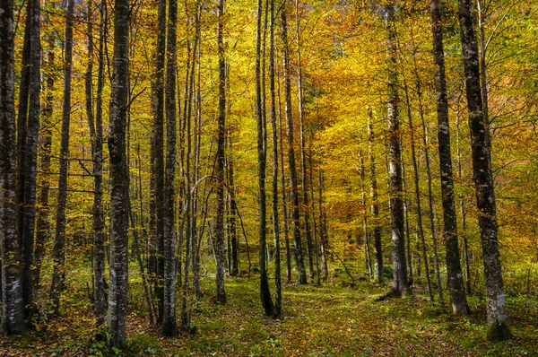 Abedules en otoño Fotos de stock