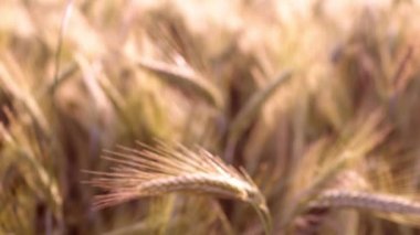 Sabah güneşi alanında arpa