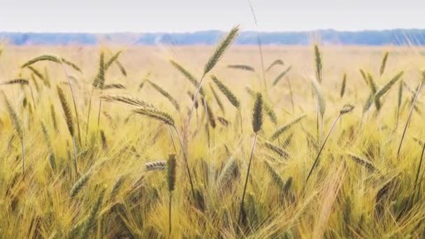 Barley field in the morning sun — Stock Video