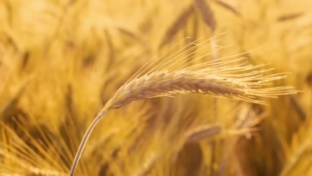 Campo de cebada en el sol de la mañana — Vídeos de Stock