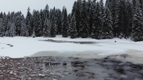 ทะเลสาบแช่แข็งในฤดูหนาว ป่าปกคลุมด้วยหิมะสด มุมมองทางอากาศ — วีดีโอสต็อก
