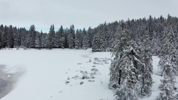 Bevroren meer in de winter, bossen bedekt met verse sneeuw, uitzicht vanuit de lucht — Stockvideo