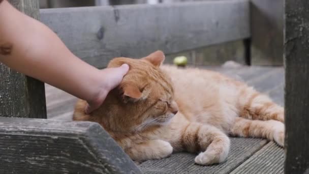 Hand of girl stroking orange cat — Stock Video