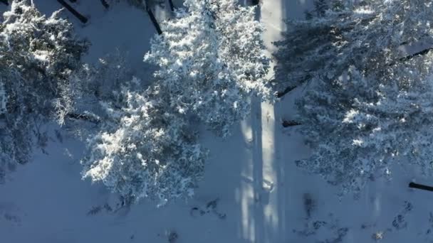 Вид сверху на лыжные трассы в лесу — стоковое видео