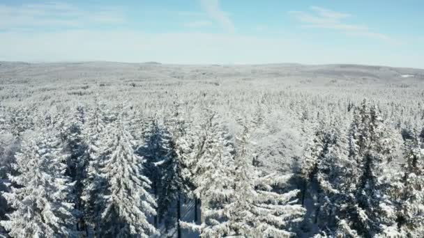 Vedere aeriană a pădurilor vaste, acoperite cu zăpadă proaspătă — Videoclip de stoc
