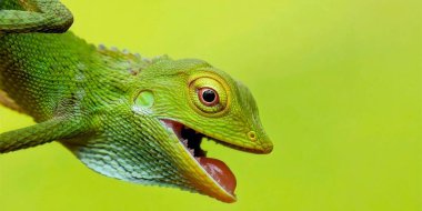 Yeşil Kertenkele Açık Ağzıyla Kapat, Macro Vahşi Yaşam Fotoğrafçılığı