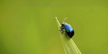 Yeşil Yaprak Üzerinde Küçük Böcek, Makro Doğa Fotoğrafçılığı