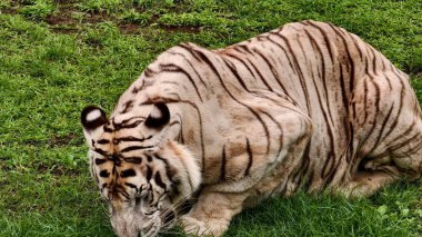 Kontrollü bir vahşi yaşam ortamında yeşil çimlerde dinlenen belirgin siyah çizgileri olan beyaz kaplan. Sakin bir şekilde yakalanan görkemli büyük kedi, ayrıntılı kürk dokusu ve kaslı vücudu sergiliyor, koruma teması için ideal, zoolojik