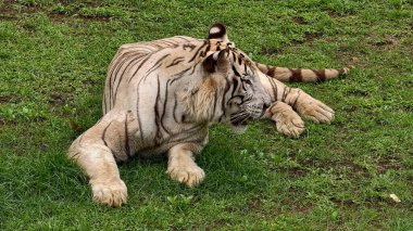 Kontrollü bir vahşi yaşam ortamında yeşil çimlerde dinlenen belirgin siyah çizgileri olan beyaz kaplan. Sakin bir şekilde yakalanan görkemli büyük kedi, ayrıntılı kürk dokusu ve kaslı vücudu sergiliyor, koruma teması için ideal, zoolojik
