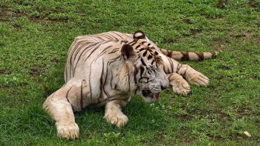 Kontrollü bir vahşi yaşam ortamında yeşil çimlerde dinlenen belirgin siyah çizgileri olan beyaz kaplan. Sakin bir şekilde yakalanan görkemli büyük kedi, ayrıntılı kürk dokusu ve kaslı vücudu sergiliyor, koruma teması için ideal, zoolojik