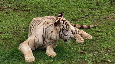 Kontrollü bir vahşi yaşam ortamında yeşil çimlerde dinlenen belirgin siyah çizgileri olan beyaz kaplan. Sakin bir şekilde yakalanan görkemli büyük kedi, ayrıntılı kürk dokusu ve kaslı vücudu sergiliyor, koruma teması için ideal, zoolojik
