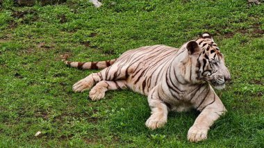 Kontrollü bir vahşi yaşam ortamında yeşil çimlerde dinlenen belirgin siyah çizgileri olan beyaz kaplan. Sakin bir şekilde yakalanan görkemli büyük kedi, ayrıntılı kürk dokusu ve kaslı vücudu sergiliyor, koruma teması için ideal, zoolojik