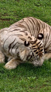 Kontrollü bir vahşi yaşam ortamında yeşil çimlerde dinlenen belirgin siyah çizgileri olan beyaz kaplan. Sakin bir şekilde yakalanan görkemli büyük kedi, ayrıntılı kürk dokusu ve kaslı vücudu sergiliyor, koruma teması için ideal, zoolojik